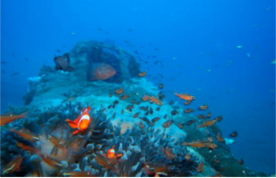 Kabaira Dive & Tours Rabaul